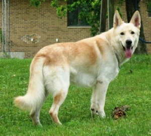   White Dog Breeds That Resemble German Shepherds  