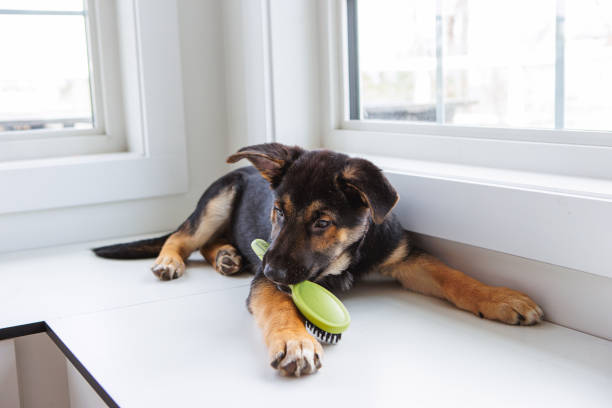 How to manage german shepherd shedding