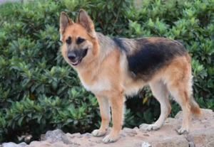 King Shepherd