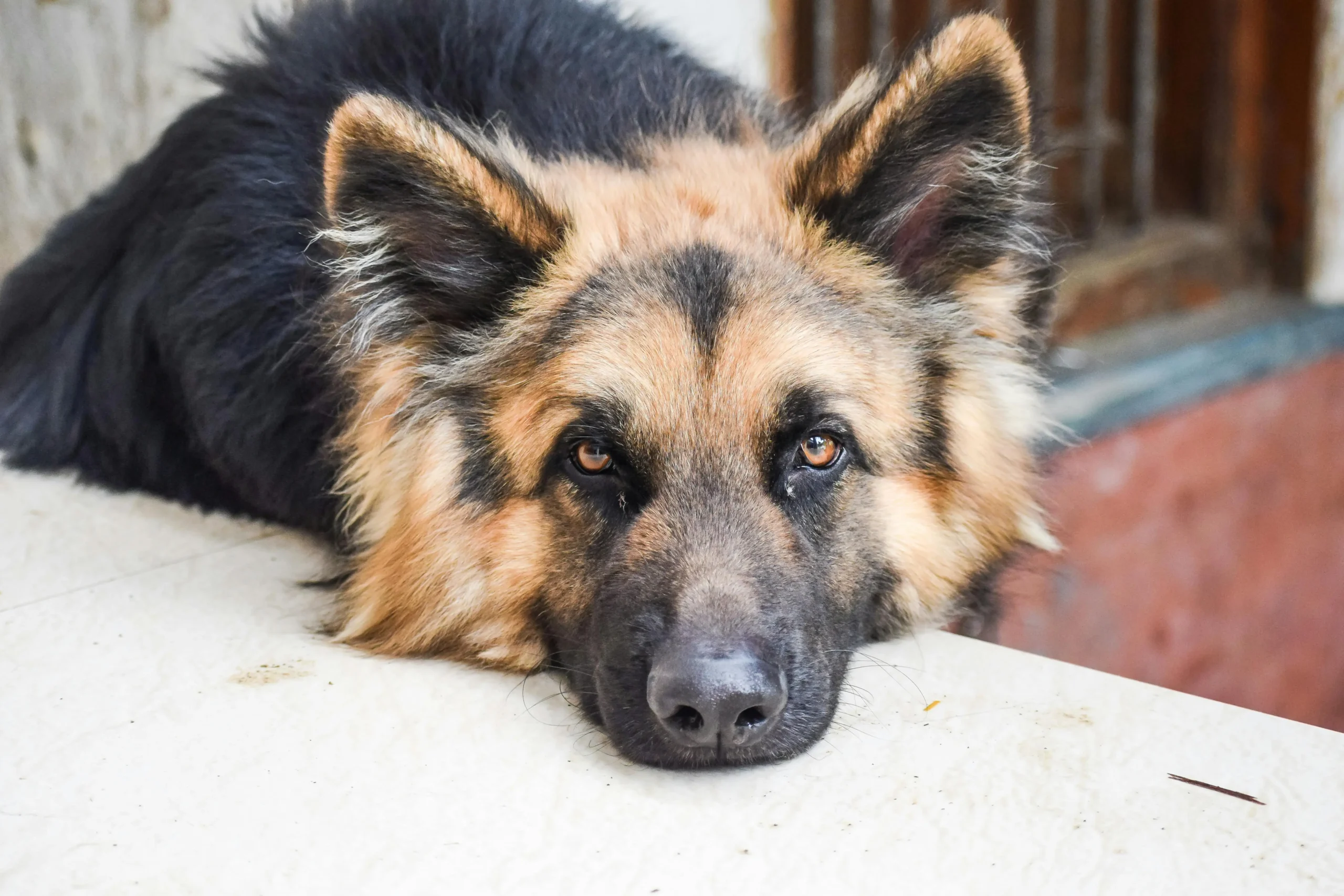 German Shepherd husky mix