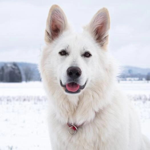 White Swiss Shepherd Dog