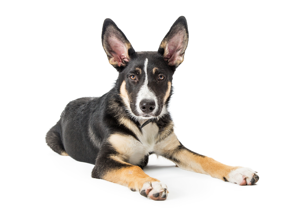 short-haired German shepherd