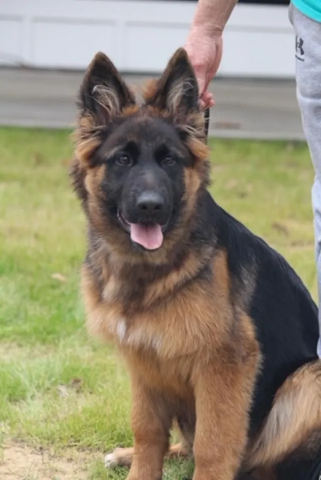 Black And Red German Shepherd