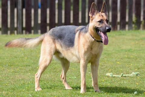 Short-Haired German Shepherds – A Brief Introduction   
