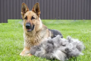 Why gsd Shed