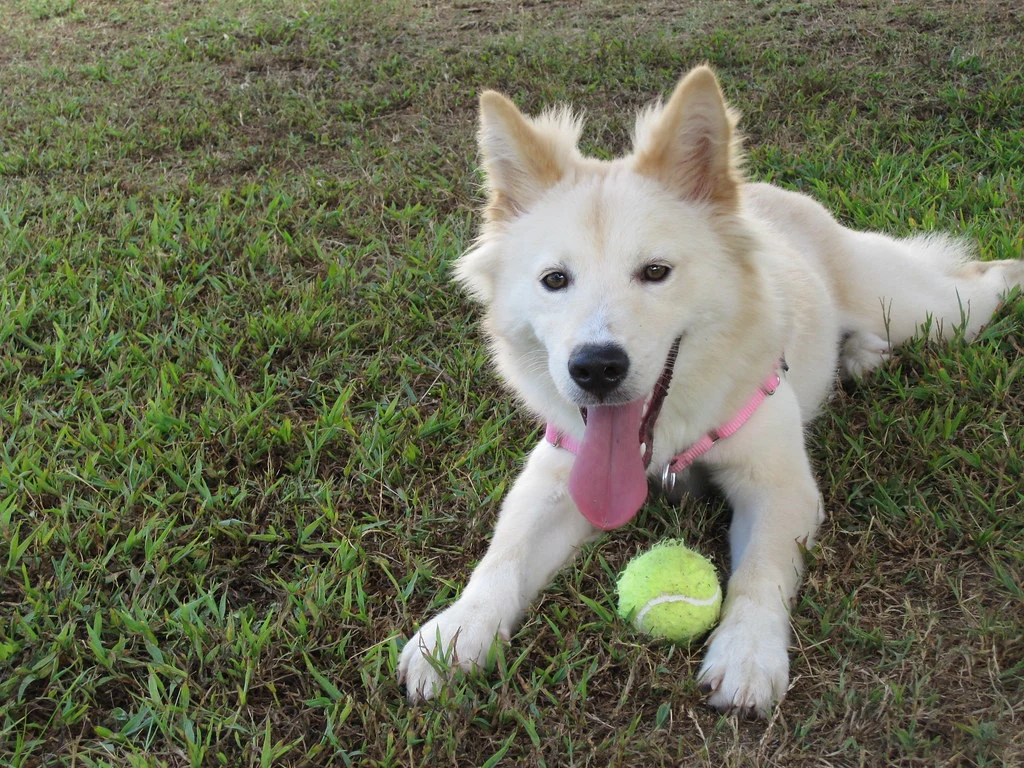 german shepherd exercise