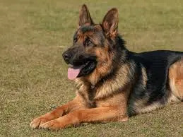 German Shepherd Persoality