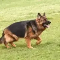 breeds related to german shepherd