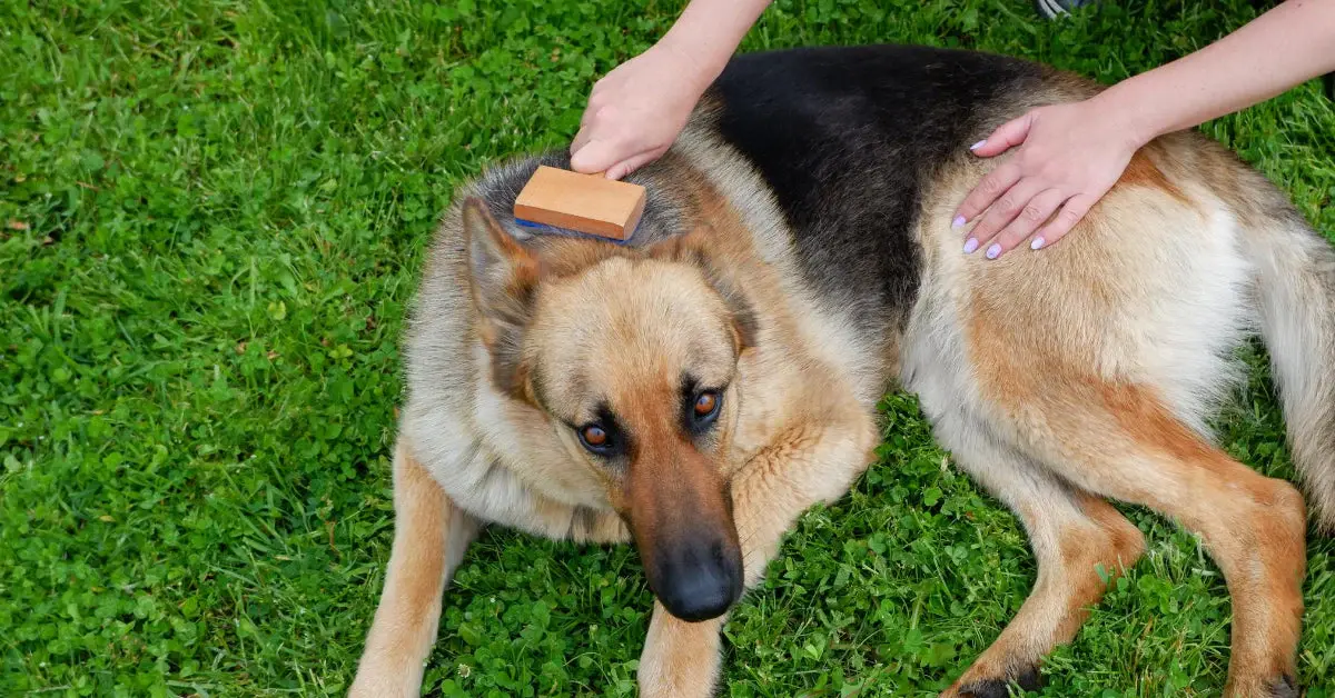 German Shepherd Shedding – How to Manage and Control It