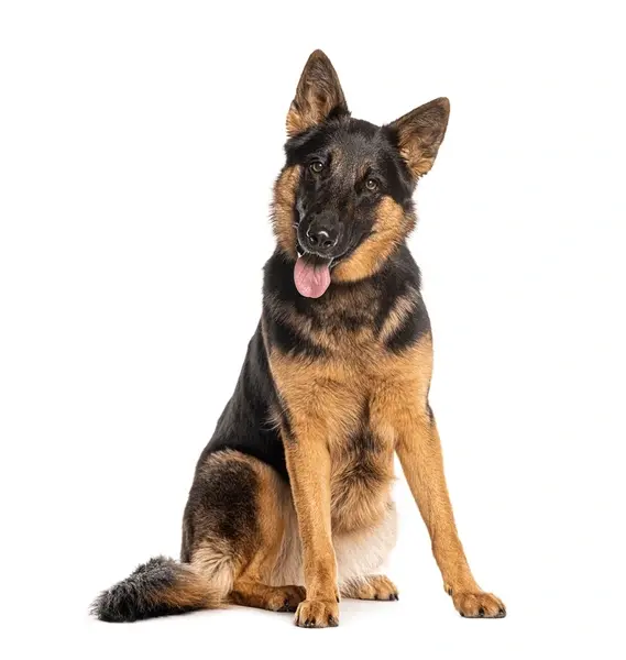 king German shepherd