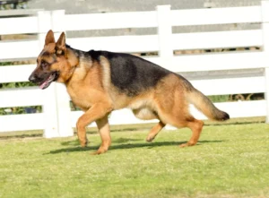 german shepherd with short hairs