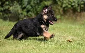 German Shepherd Puppy