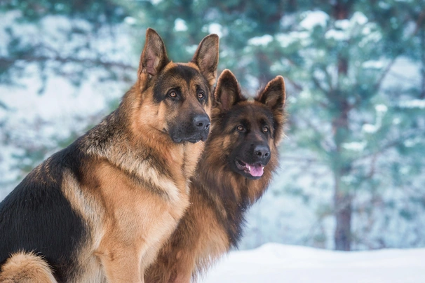 Great Large German Shepherd