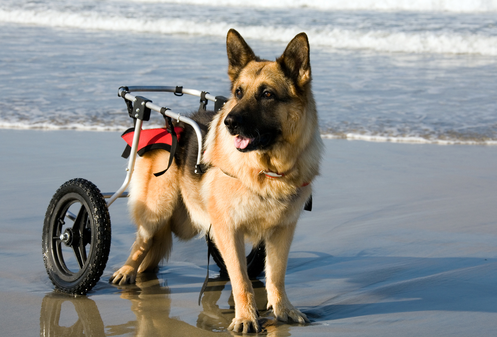 degenerative myelopathy