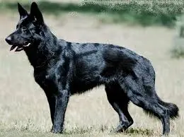 black german shepherd