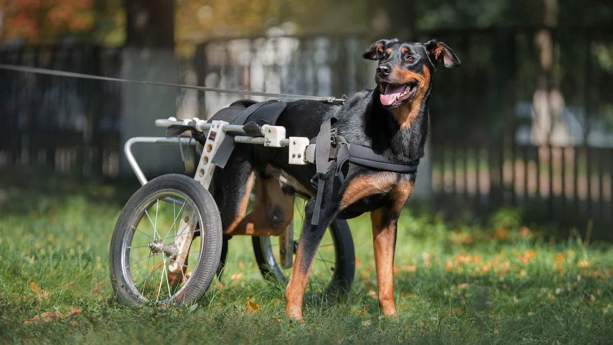 degenerative myelopathy in german shepherds