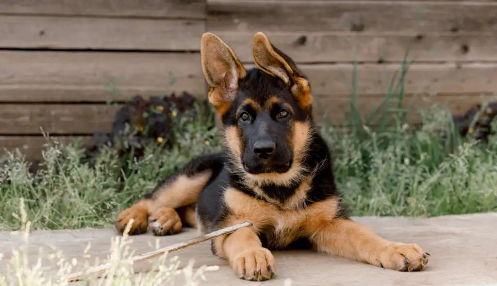 Is a German Shepherd Good for Kids?