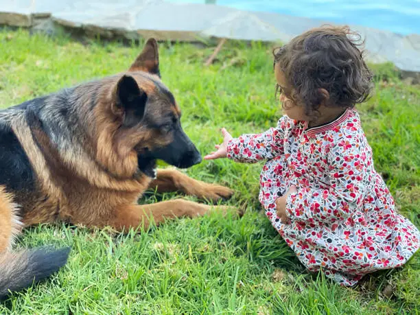 German Shepherd with kids